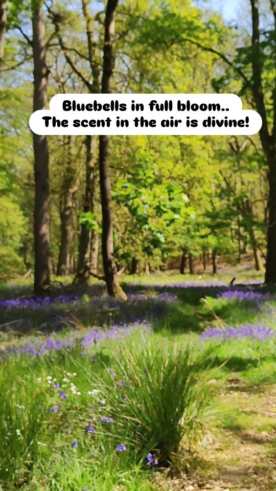 Bluebells in full bloom around Milton Keynes....

Ideal for photo shoots of families with small children.

Purple brings joy, love and all the powers of the spirit... And there we have bluebells only once a year.

If you have cute babies that love nature, I want to hear from you this May.

Be colourful and enjoy life 
Radostina Kostadinova, RaDiKo photography, RaDiKo.Art

#miltonkeynesphotographer 
#radiko 
#miltonkeynesphotography 
#buckinghamshirephotographer 
#tellmeyourstory